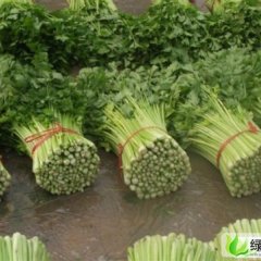 禹城美国西芹：四季青魏文志