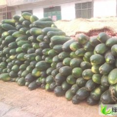 江苏大丰子弹头黑皮冬瓜：圩中村李佳楠