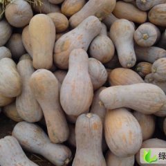 好消息,湖北早熟南瓜大量上市,欢迎来电咨询订购!