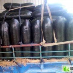 河北清苑子弹头黑皮冬瓜：清凉城李立明