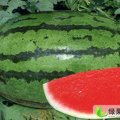 吉林洮南黑水西瓜：价格低，质量好