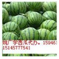 黑龙江北林京欣：红旗红姚广学