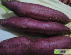 陕西商薯19红薯：临潼区畅太蕾