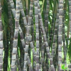 广东翁源大灰种：周陂高小刘