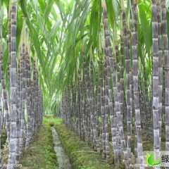 广东翁源大灰种：周陂高 曾生