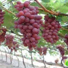 陕西大荔红提葡萄价格