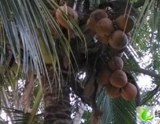 海南青椰子：和乐镇叶海龙