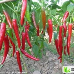 山东金乡金塔：辣椒基李先生