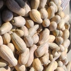 湖南津市新苏大果南瓜：农场附卢伟