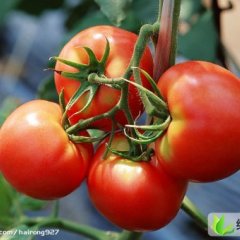 河北崇礼祥瑞：红旗营 刘军