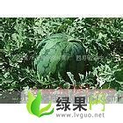 黑龙江集贤晨露182：291农刘辉