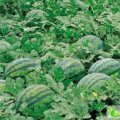 内蒙古乌审旗麒麟西瓜：向东六白拉娃