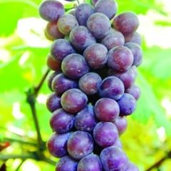 江苏武进夏黑葡萄：三河口唐先生