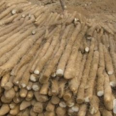 河北蠡县麻山药：万安乡刘洪亮