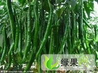 山东金乡北京红：鸡术镇袁先生