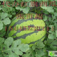 黑龙江北林地雷瓜：红旗乡张金达