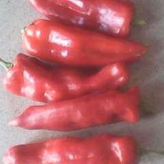 江苏东台301辣椒：三仓镇王义宏