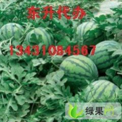 黑龙江绥化红旗西瓜中心