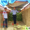 甘肃会宁硒砂瓜：扎子塬魏彦龙