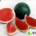 陕西大荔(黑皮无籽)：双泉镇李铁牛