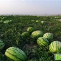 甘肃会宁金花、金城系列：郭城驿梁彦荣