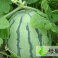 安徽庐阳8424西瓜：双墩镇孙先生
