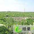 新疆昌吉市金城5号：105团梁蒙恩