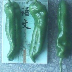 江苏东台金牛角：三仓镇王义宏