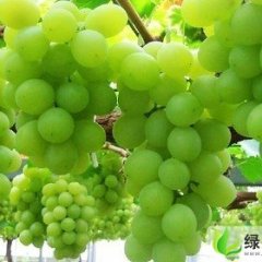 江苏兴化醉金香：西鲍乡赵全祥