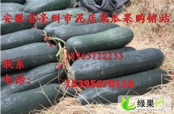 安徽谯城子弹头黑皮冬瓜：张店乡张迎春