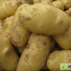 河北围场荷兰十五