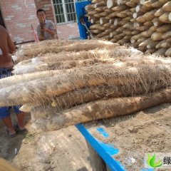 湖北宜城九斤黄山药：王集镇李