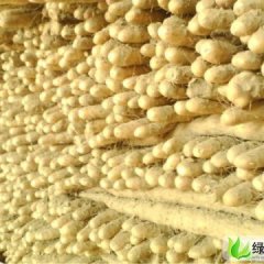 河北安平小白嘴白山药：崔各庄曹先生