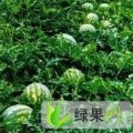 山东东明新红宝 绿之秀 龙卷风 东明集孙先生