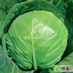 陕西太白日本进口甘蓝：塘口村小王