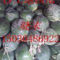 河北南宫高抗8号北孟村晓末15030486922