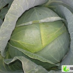 山东平度奥奇甘蓝：南村镇于波