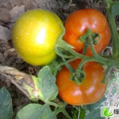 河北崇礼百利：崇礼县刘永生