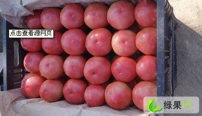 山东东昌府硬粉：沙镇镇钱明