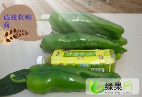 河南夏邑巨无霸：韩守阳