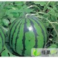 黑龙江北林地雷瓜：西长发刘振全