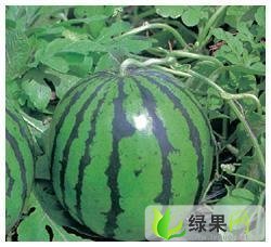 黑龙江北林地雷瓜：西长发刘振全