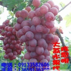 陕西大荔红提：陕西省陈思明