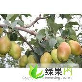 陕西红香酥梨大量上市