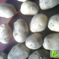 河北围场益民马铃薯专业合作社