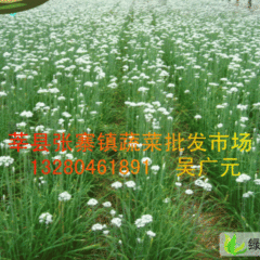 山东莘县韭菜花(青农)：张寨镇吴广元