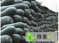 河南通许子弹头黑皮冬瓜：通许小云