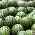 山西忻府冠龙：曹张乡范先生