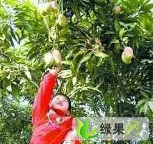 湖南长沙红星水果批发大市场常年专业【代销】