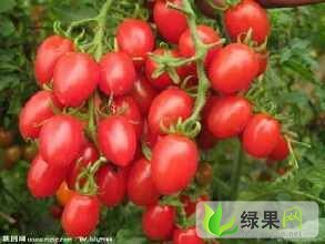 湖南长沙红星水果批发大市场常年（代销）圣女